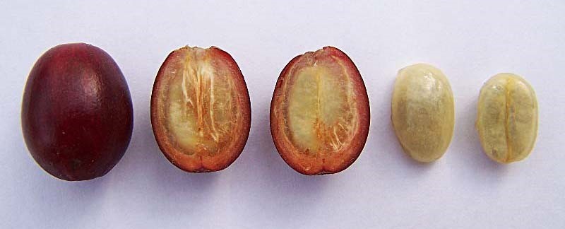 Неизвестный кофе: 5 удивительных фактов